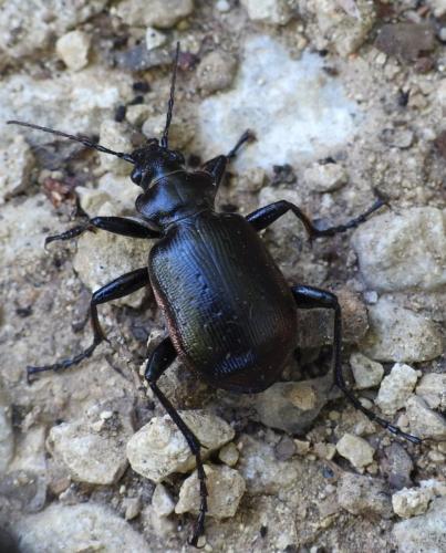 Calosoma inquisitor